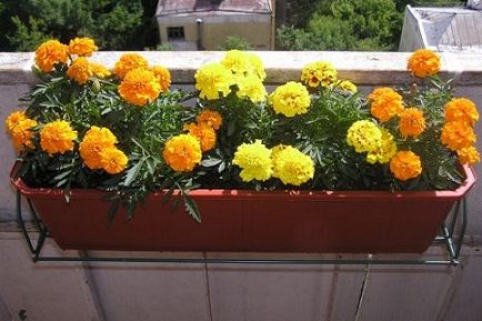 Marigold-urile care cresc din semințe la domiciliu