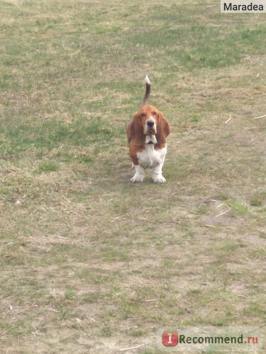 Basset Hound - 