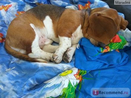 Basset Hound - 