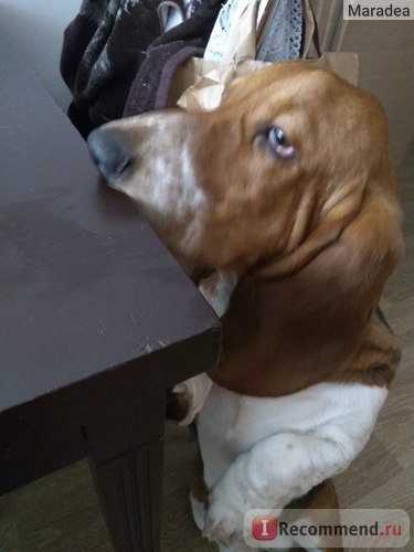 Basset Hound - 