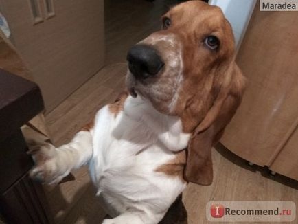 Basset Hound - 