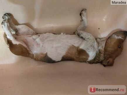 Basset Hound - 