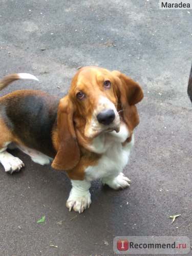 Basset Hound - 