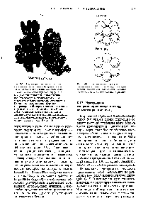 Proteine ​​Structura oligomerică - Manualul chimiei 21