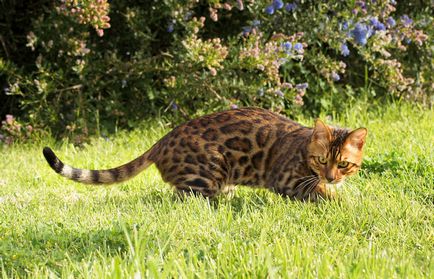 Pisica Bengal, Bengal - fotografie, descrierea rasei și a naturii, video, pepiniere, preț