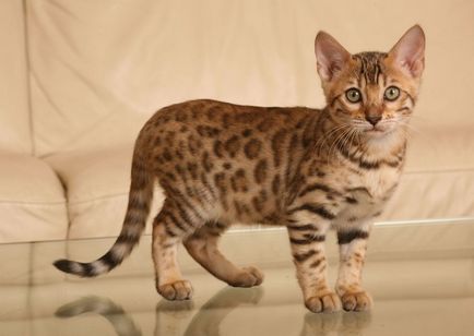 Бенгальська кішка, бенгал - фото, опис породи і характеру, відео, розплідники, ціна
