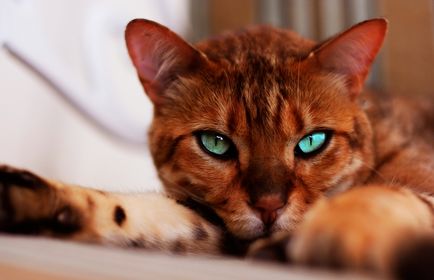 Бенгальська кішка, бенгал - фото, опис породи і характеру, відео, розплідники, ціна