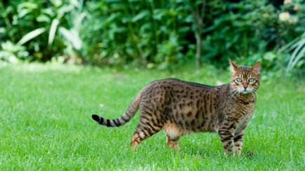 Pisica Bengal, Bengal - fotografie, descrierea rasei și a naturii, video, pepiniere, preț