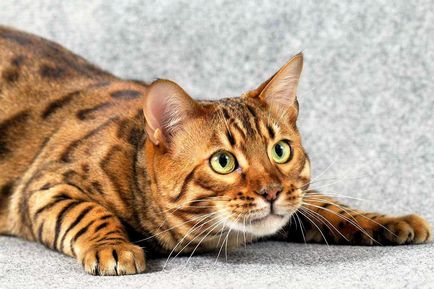 Pisica Bengal, Bengal - fotografie, descrierea rasei și a naturii, video, pepiniere, preț
