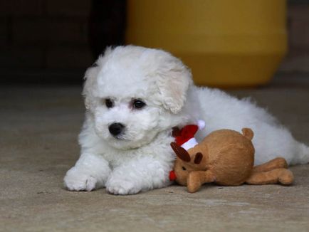 Bichon frise fajta leírását, jellemzőit és fotó -