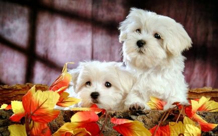 Bichon frise fajta leírását, jellemzőit és fotó -