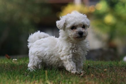 Bichon frise fajta leírását, jellemzőit és fotó -