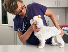 Planul de afaceri al clinicii veterinare