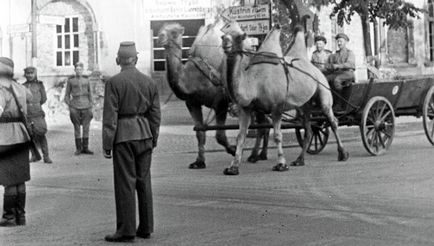 Martial rénszarvas szánkót