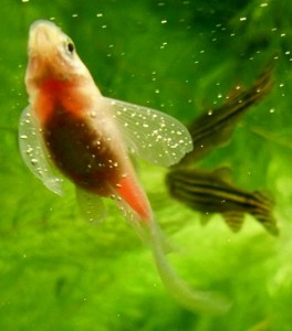 Хвороби акваріумних риб - газова емболія у риби, симптоми, лікування і профілактика