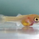 Betegségei akváriumi halak - egy hal gázembólia, tünetei, kezelése és megelőzése