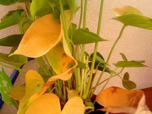 Betegségek és kezelés anthuriums (anthuriums Septoria spot) Betegség és a kezelés Anthurium