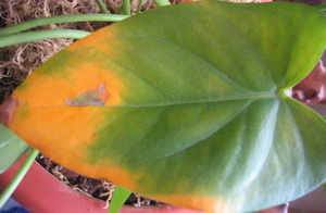 Betegségek és kezelés anthuriums (Anturium blackens) Betegség és a kezelés Anthurium