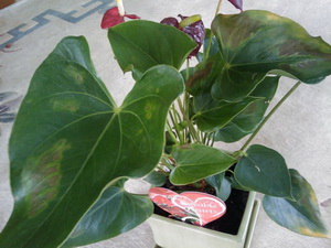 Betegségek és anthuriums kezelés (kezelés) Betegség és a kezelés Anthurium