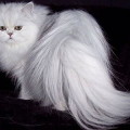 Хвороби перських кішок опис і основні симптоми