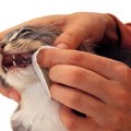 Bolile descrierii pisicilor persane și principalele simptome