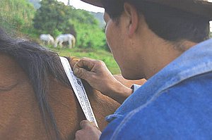 Boli ale animalelor, tulburări ale metabolismului cauzate de suprasolicitarea proteinelor