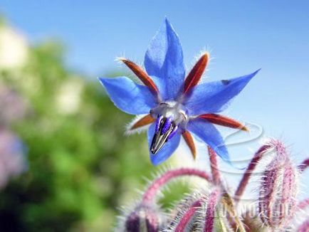 Borago (iarbă de castraveți)