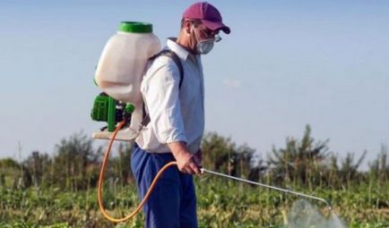 Copierea cu gândacul de cartof Colorado este mai bună decât cea tratată