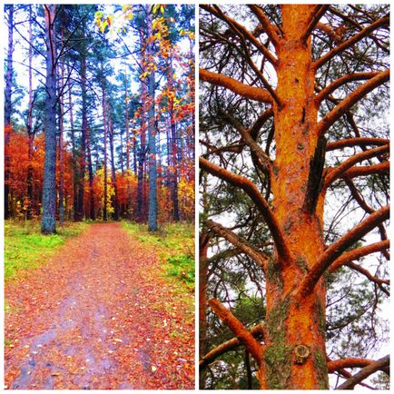 Grădina Botanică și - Scaunul Sângeros - Petrozavodsk