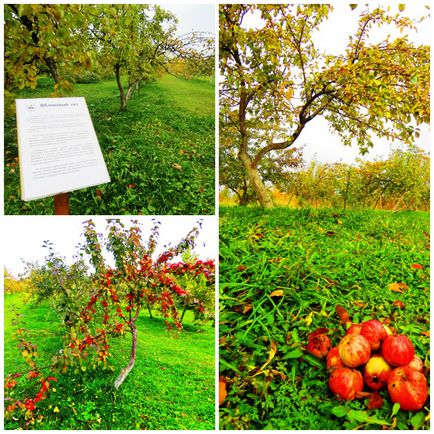 Grădina Botanică și - Scaunul Sângeros - Petrozavodsk