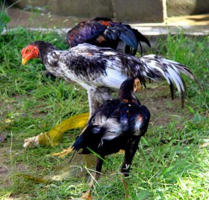 Chicken breat pui Sumatra fotografie, caracteristici și caracteristici