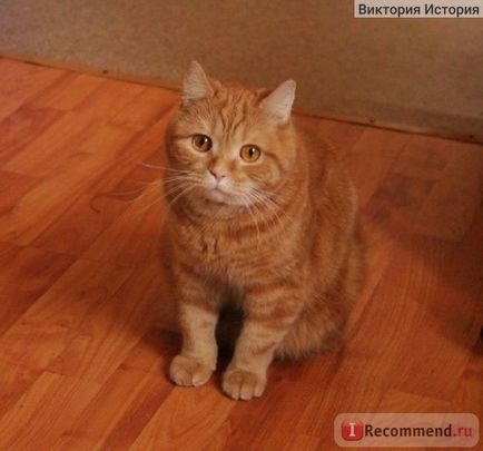 British Shorthair - 