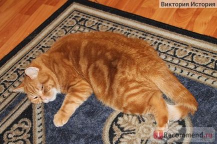 British Shorthair - 