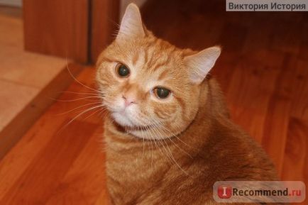 British Shorthair - 