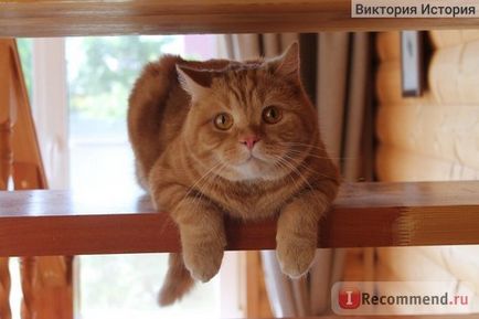 British Shorthair - 