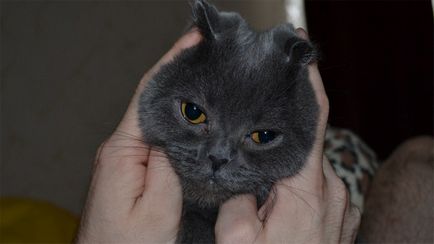Brit Fold macska, játékos lusta