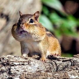 Chipmunks are grija