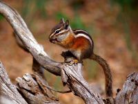 Chipmunk, îngrijire de întreținere a captivității, carapace, descendenți, pui, dezvoltarea chips-urilor, deschiderea ochilor