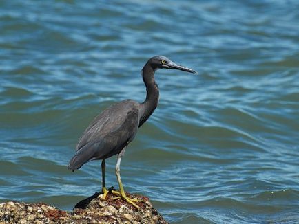 Heron - o descriere a păsărilor, a fotografiilor și a videoclipurilor