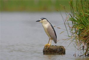 Heron - o descriere a păsărilor, a fotografiilor și a videoclipurilor