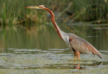 Heron - o descriere a păsărilor, a fotografiilor și a videoclipurilor