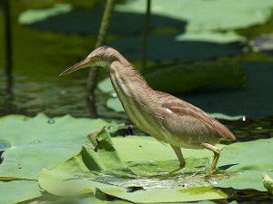 Heron - o descriere a păsărilor, a fotografiilor și a videoclipurilor