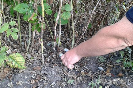 браншови ползи и вреди на напитката чай малина, основните рецепти