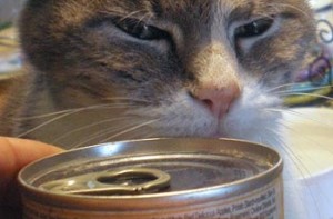 Чим і як годувати кастрованого кота, записки доктора бегемота