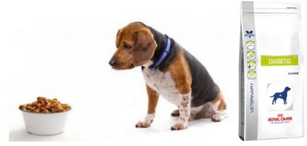 Cum să hrăniți un câine cu diabet zaharat care hrănește un câine cu diabet zaharat