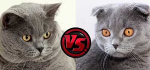 Mi a különbség a skót brit macska