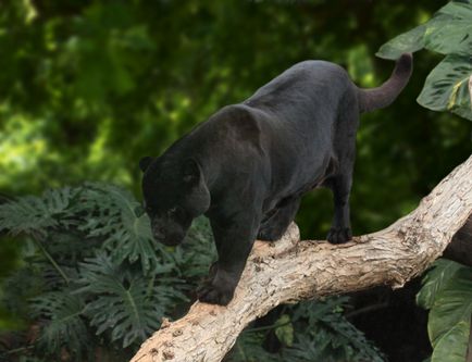 Panther-fantoma neagră a nopții din pădurea sacră