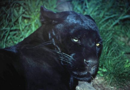 Panther-fantoma neagră a nopții din pădurea sacră