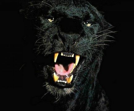 Panther-fantoma neagră a nopții din pădurea sacră