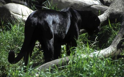Чорна пантера-привид ночі з священного лісу